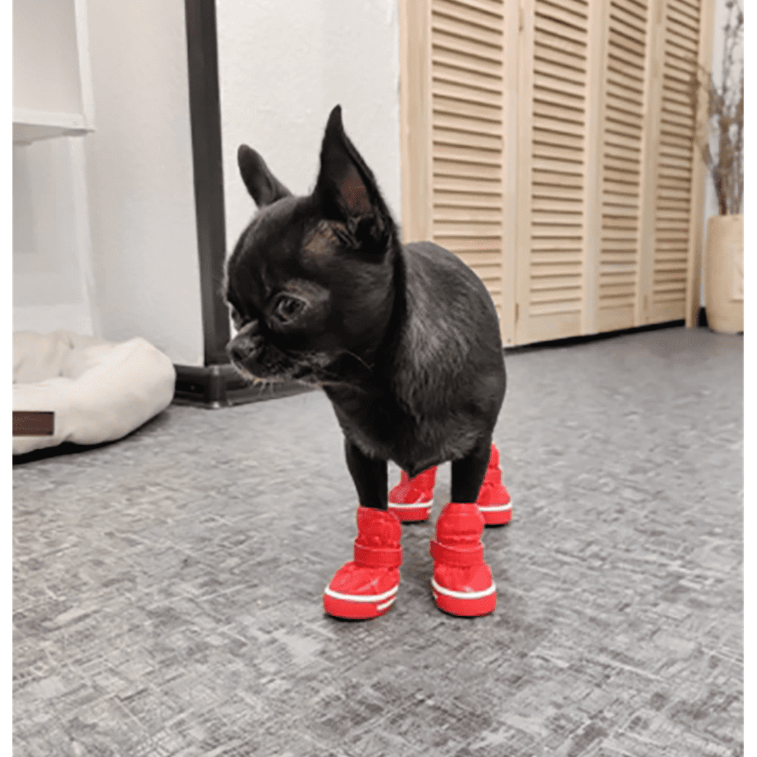 Tênis para Pet Impermeável com Pelúcia Forglows