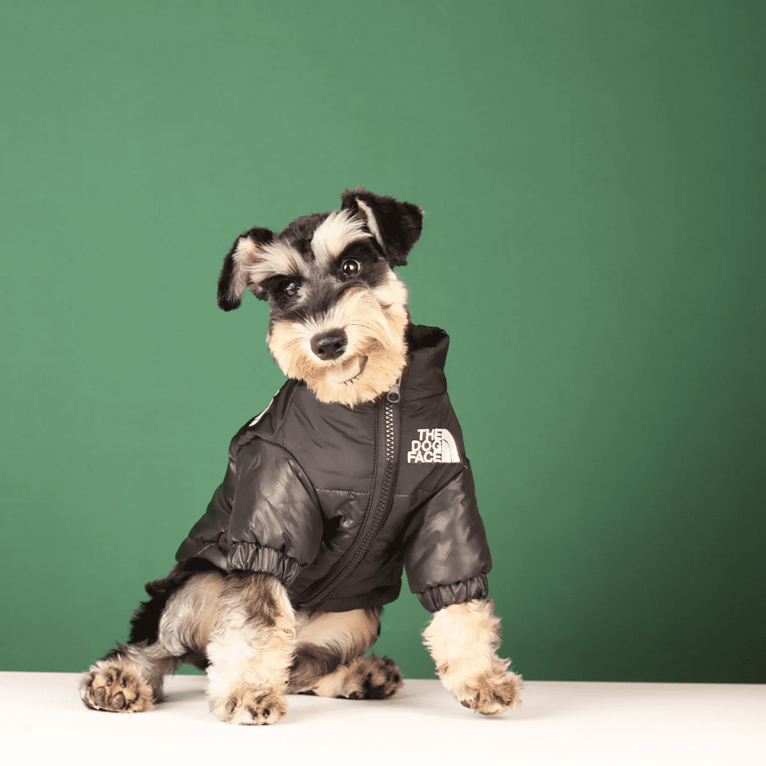 Casaco Corta Vento para Pet Forglows